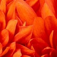 احمد ابو زكي